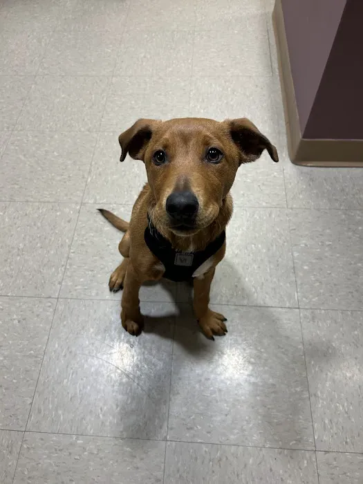 Eureka Family Pet Hospital Picture 10