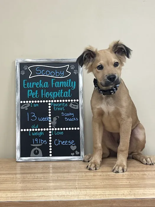 Eureka Family Pet Hospital Picture 9