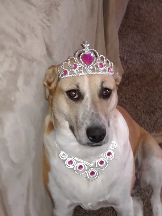 Ivan Animal Hospital Picture 2