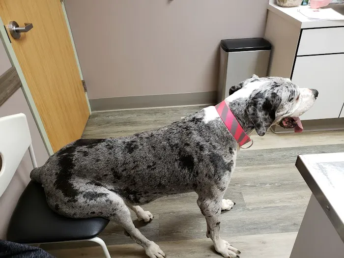 Ivan Animal Hospital Picture 5