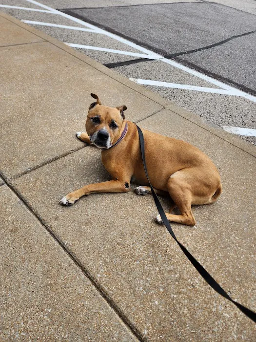 Ivan Animal Hospital Picture 3