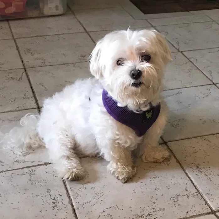 Ivan Animal Hospital Picture 4