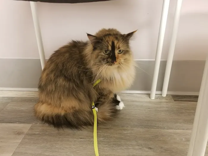 Ivan Animal Hospital Picture 7