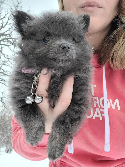 House Springs Animal Clinic Picture 2