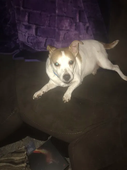 House Springs Animal Clinic Picture 4