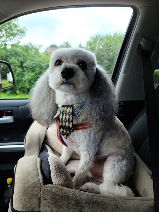 House Springs Animal Clinic Picture 3