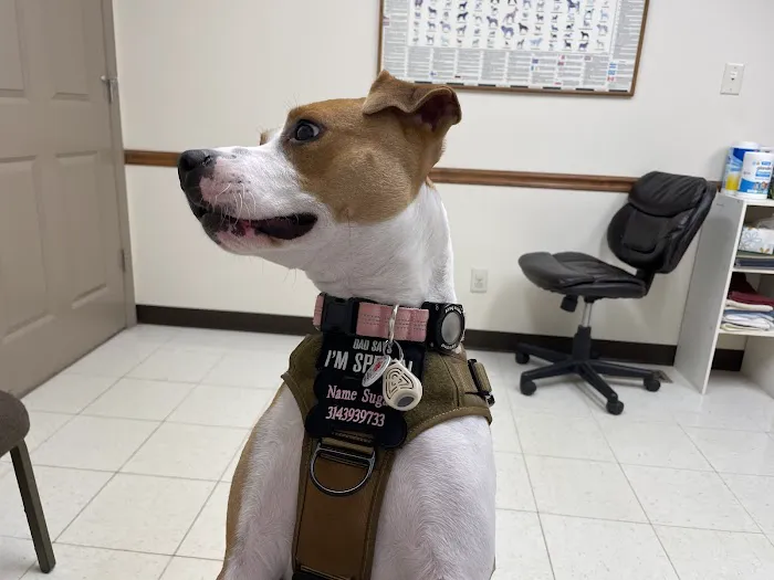 House Springs Animal Clinic Picture 7