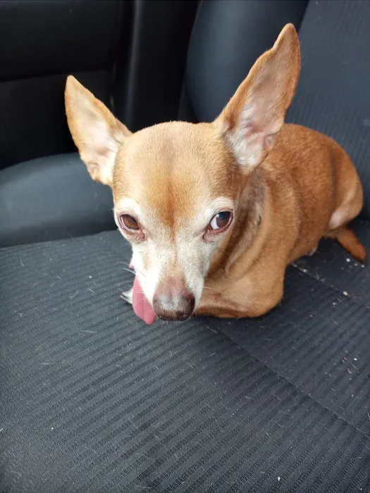 House Springs Animal Clinic Picture 6