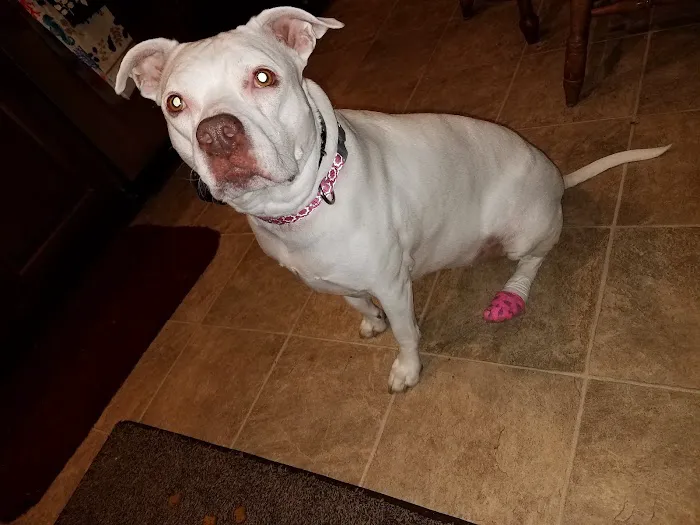 House Springs Animal Clinic Picture 8