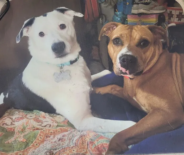 House Springs Animal Clinic Picture 9