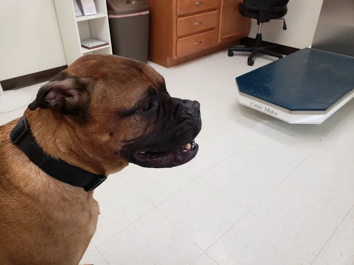 House Springs Animal Clinic Picture 5