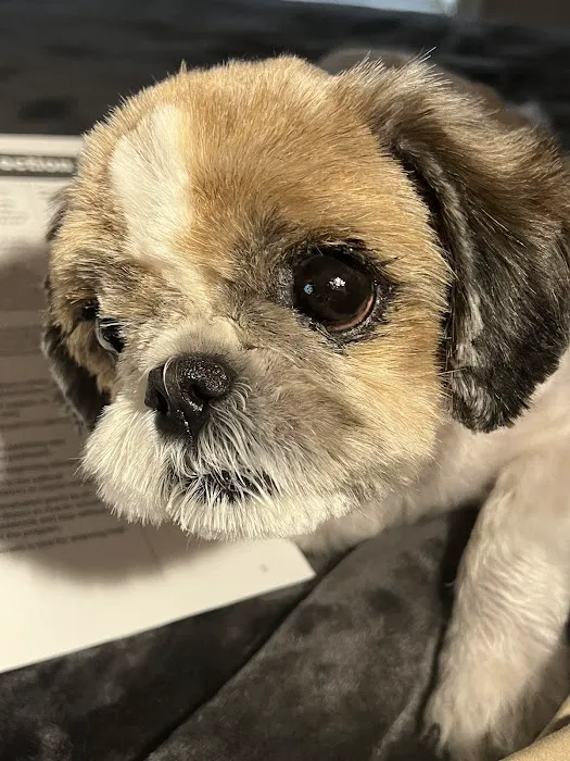 CountryVets Picture 2