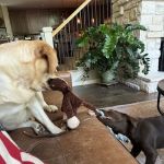 Hallsville Veterinary Services