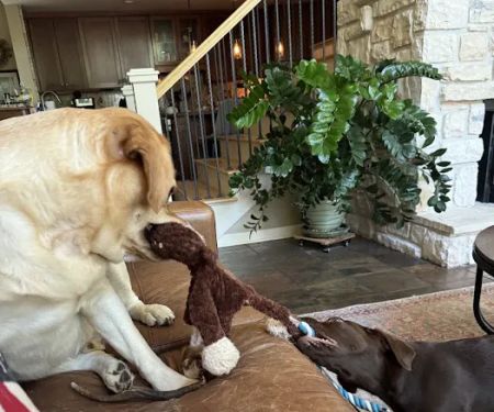 Hallsville Veterinary Services