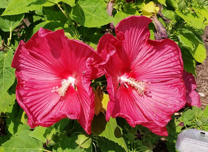 Hallsville Veterinary Services Picture 6