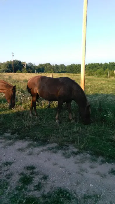 Stardust Dog Boarding Kennels Picture 1