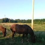 Stardust Dog Boarding Kennels