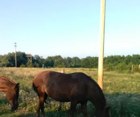 Stardust Dog Boarding Kennels
