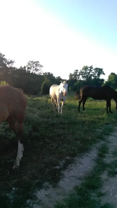 Stardust Dog Boarding Kennels Picture 3