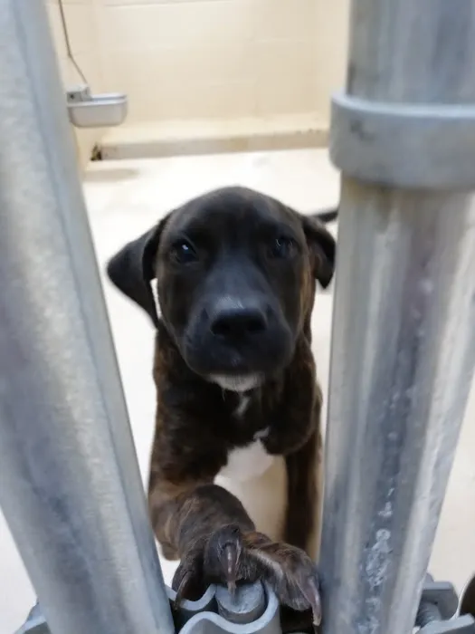 Mexico Animal Hospital Picture 1