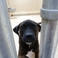 Mexico Animal Hospital ico