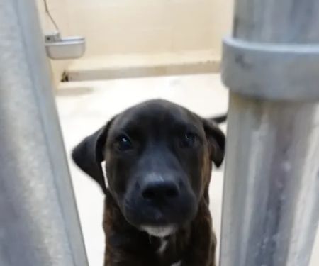 Mexico Animal Hospital