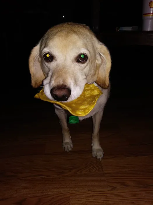 Mexico Animal Hospital Picture 3