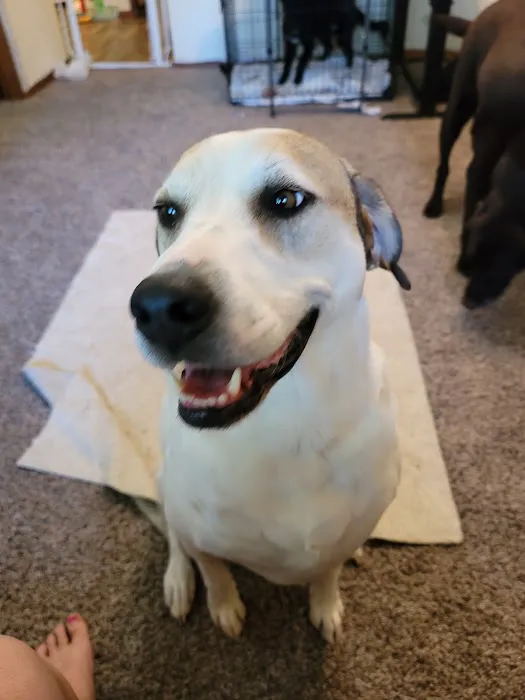 Mexico Animal Hospital Picture 4