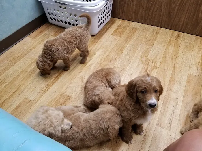 Mexico Animal Hospital Picture 8