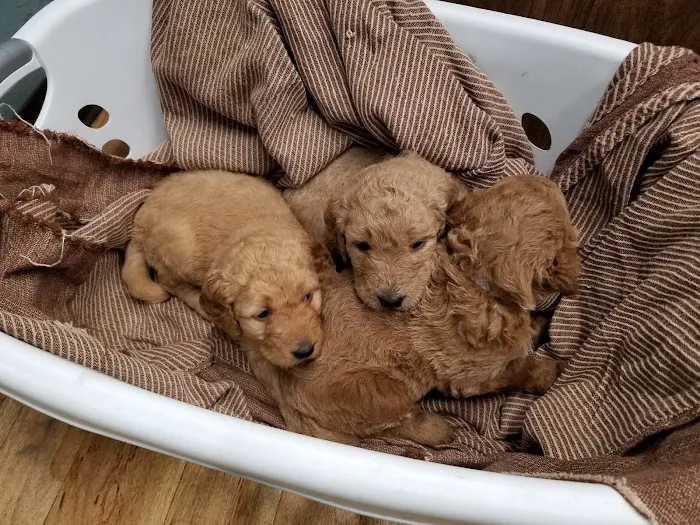 Mexico Animal Hospital Picture 10