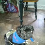 Veterinary Clinic Inc: Hudson Don DVM