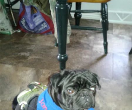 Veterinary Clinic Inc: Hudson Don DVM