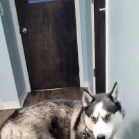 Audrain Veterinary Clinic ico