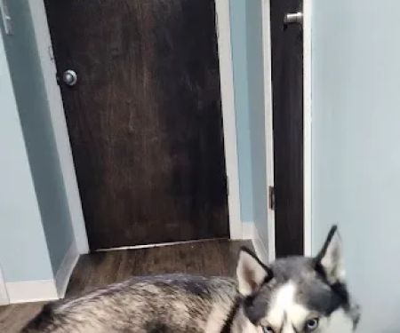 Audrain Veterinary Clinic