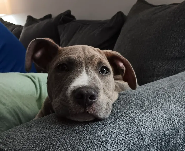 Audrain Veterinary Clinic Picture 7