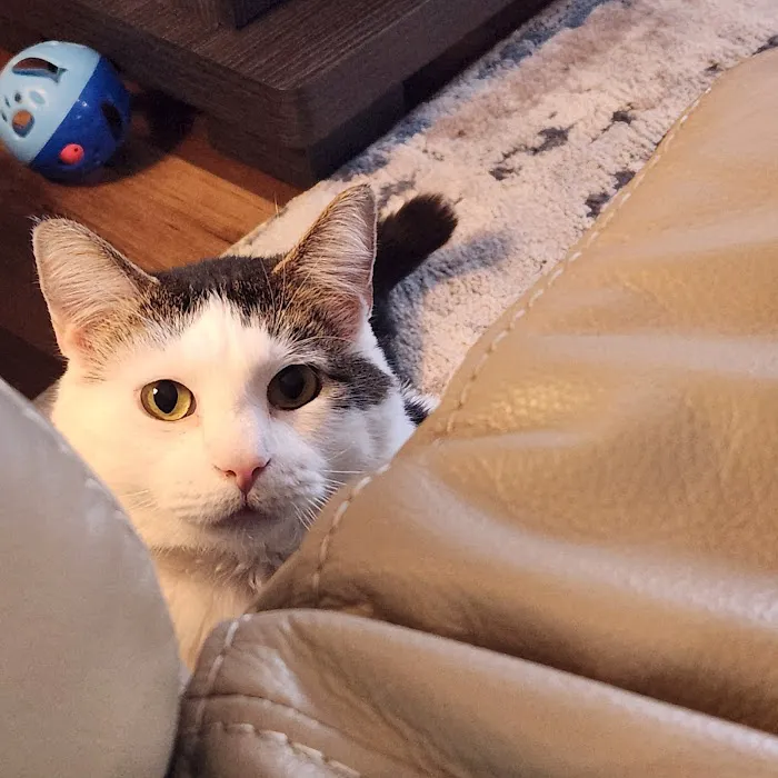 Audrain Veterinary Clinic Picture 9