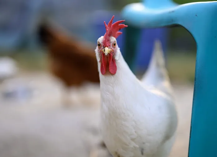 Columbia Animal Hospital Picture 3