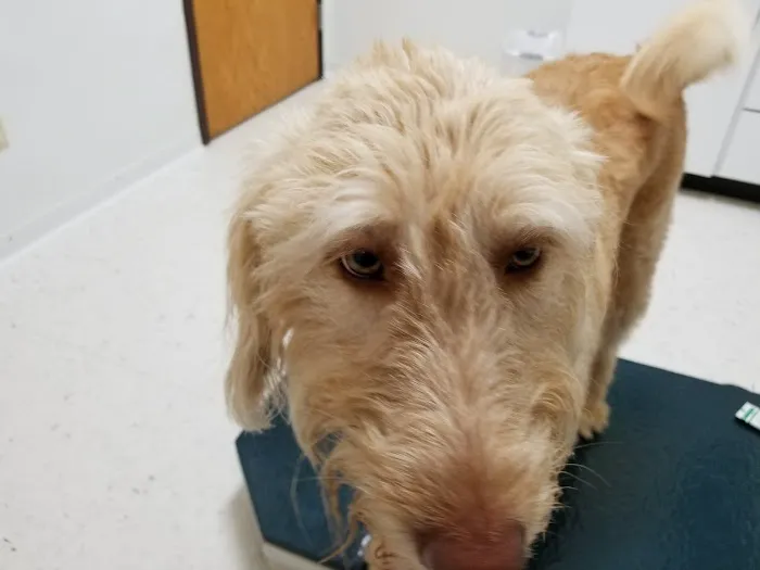 Columbia Animal Hospital Picture 2