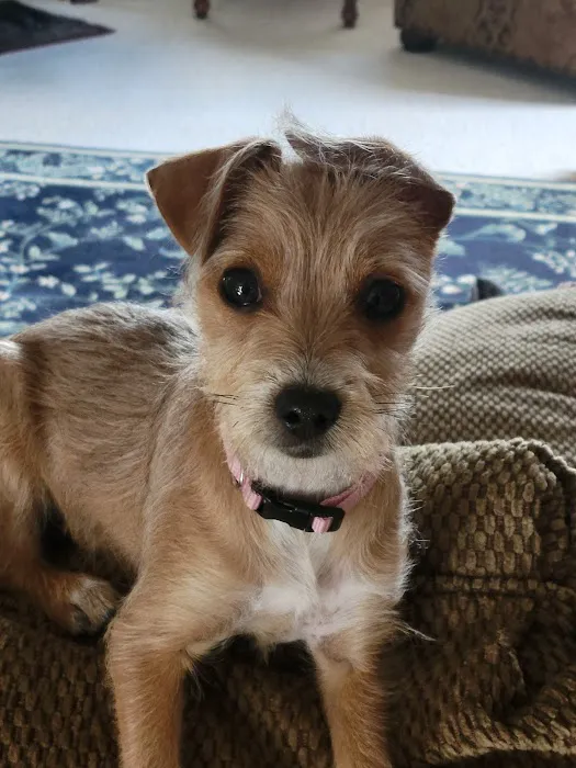 Columbia Animal Hospital Picture 8