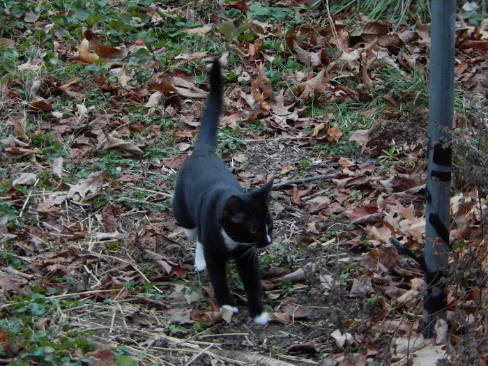 Columbia Animal Hospital Picture 9