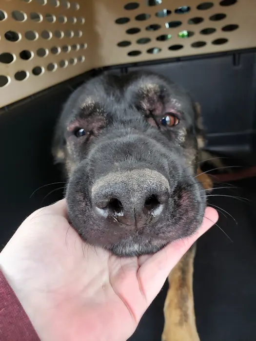 Horton Animal Hospital-Northeast Picture 1