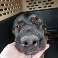 Horton Animal Hospital-Northeast ico