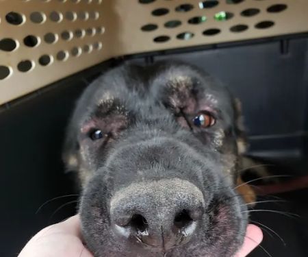 Horton Animal Hospital-Northeast