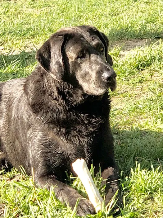 Horton Animal Hospital-Northeast Picture 2