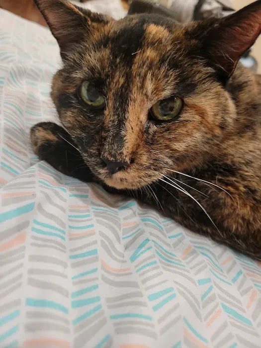 Horton Animal Hospital-Northeast Picture 3