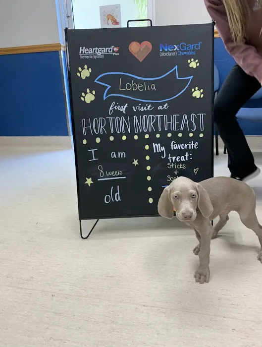 Horton Animal Hospital-Northeast Picture 7