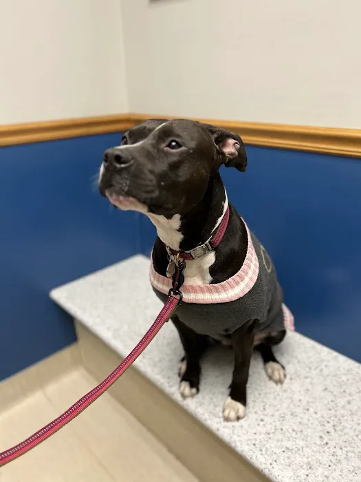 Horton Animal Hospital-Northeast Picture 4