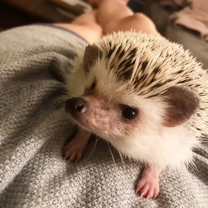 Horton Animal Hospital-Northeast Picture 9