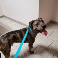 Warrenton Vet Clinic ico