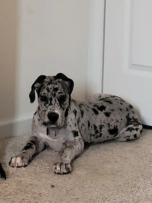 Warrenton Vet Clinic Picture 6